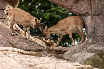 Young males of markhor fighting on a rock