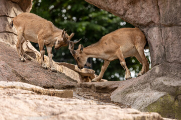 Young males of markhor fighting on a rock
