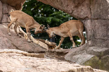 Young males of markhor fighting on a rock