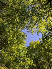 green tree branches and green leaves at summer bottom up view