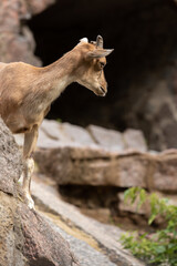 Young male markhor peeps out from behind a rock closeup