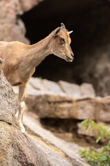 Young male markhor peeps out from behind a rock closeup