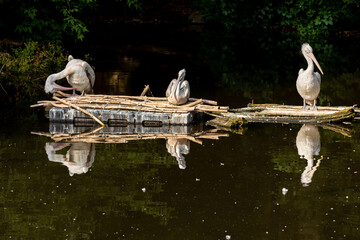 Three pelicans rest during the day on the pond