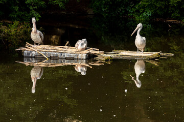 Three pelicans rest during the day on the pond
