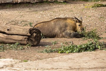 Sichuan-Takin lies on the ground and eats a branch