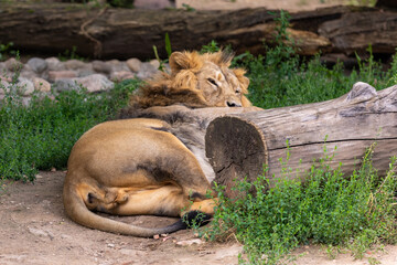 The lion is resting hiding behind a log