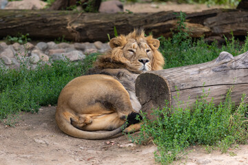 The lion is resting hiding behind a log