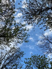 trees and sky