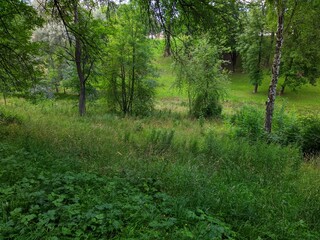 green landscape of trees and grass in summer