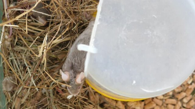dad mouse falls asleep to mom mouse with newborn mice in hay in a cage. High quality 4k footage