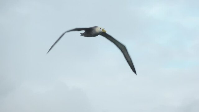 Waved Albatross in Flight Flapping Giant Wings with Face Closeup over Espanola Island, Galapagos