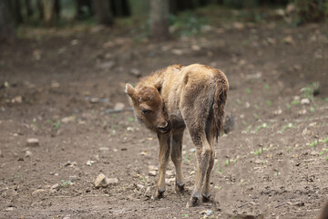 Fototapeta premium Castilla y León. León. Valdehuesa. Para utilizar el poder de los bisontes, que tenía que llevar a cabo esa parte de mi visión para que la gente vea. Black Elk