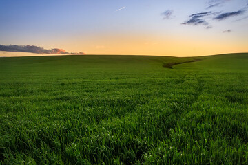 green meadow after sunset