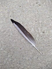 one grey and white feather on a concrete slab top view