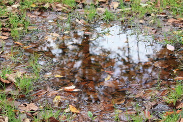 autumn leaves on the ground