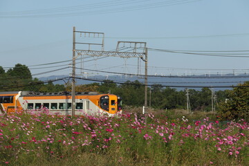 秋桜と電車と風力発電がみえる