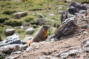 marmot in the mountains