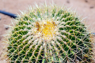 Close up of green cactus desert plant with blurred background