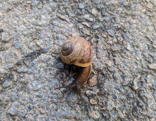 one snail closeup on the asphalt at daytime in summer