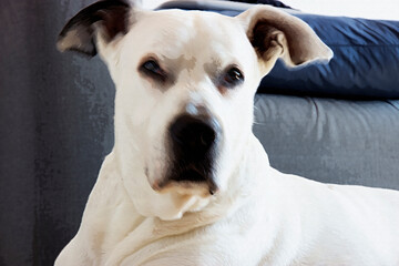  A big white dog with a black muzzle looks at you behind a background col