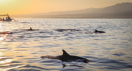 Dolphins Sunset © Viktor