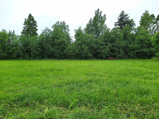 landscape of green field against the background of dense forest in the daytime