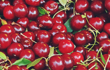 Cerezas maduras y listas para comer. Fondo colorido de cerezas maduras a la venta en Tulcea, Rumanía.