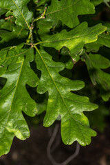 Leaves of Crimson Spire Oak (Quercus alba x robur 'Crimschmidt')