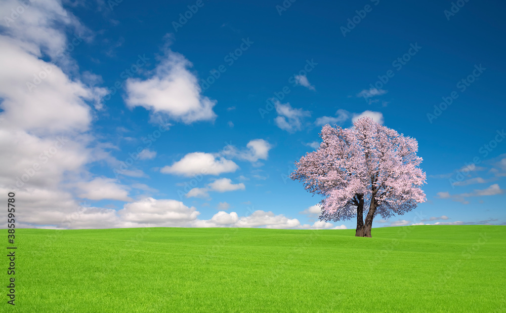 Wall mural 草原の桜の木と雲