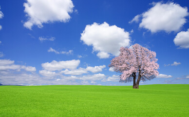 Fototapeta na wymiar 草原の桜の木と雲