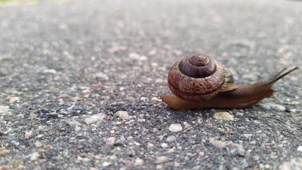 snail on the asphalt on a blurred background moves to the right side view