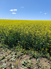 Fototapeta na wymiar field of yellow flowers
