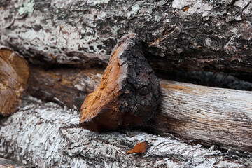 Natural Chaga mushroom o a natural wooden background. Inonotus Obliquus, birch mushroom. 