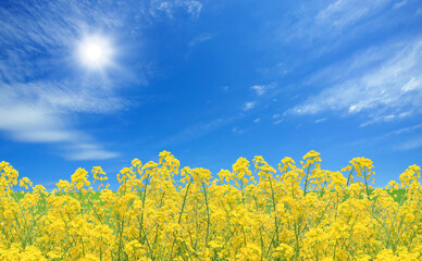 菜の花と空