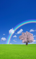Fototapeta na wymiar 草原の桜の木と虹