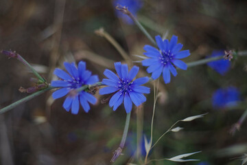 Blue flower of chicory plant. 