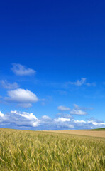 Fototapeta premium 麦畑と空