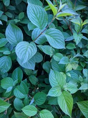 texture of many bright and green leaves of plants in summer