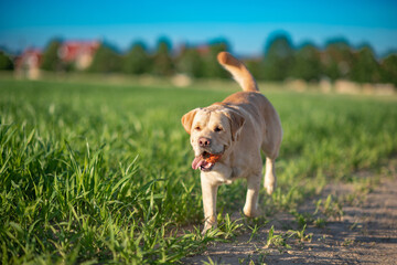 A fawn labrador is running across a green field with a ball.