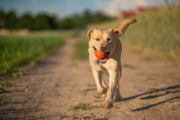 A fawn labrador is running across a green field with a ball.