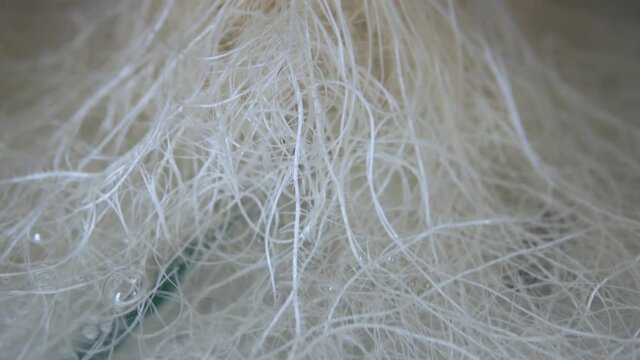 Growing cannabis indica, marijuana vegetation plants, hemp CBD in roots, marijuana roots in hydroponic system