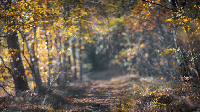 Blurred abstract autumn forest background. Alley in the park.