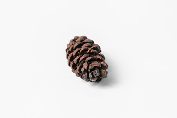 A single isolated pine cone