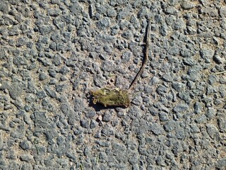 dead and dry mouse on the asphalt top view