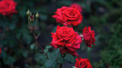 Red rose at garden after rain