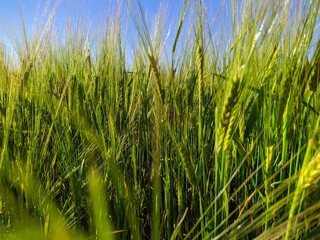 Obraz premium green field of young rye in the summer