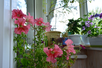 Fototapeta na wymiar Beautiful garden on the balcony with potted plants. Pink petunia flowers on foreground.