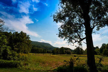 Fototapeta premium Trees Field Landscape Mountains