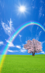 Obraz na płótnie Canvas 草原の桜の木と雲と虹