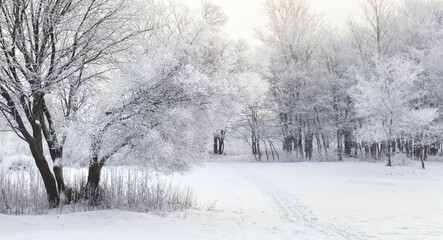 Beautiful winter midday christmas landscape. Snow covered tree branches and path through a forest. Hunch of Christmas.